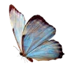 🦋
