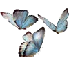 🦋