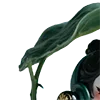 🌱