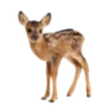 🦌