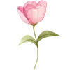 🌸
