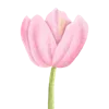 🌷