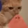 🍉