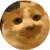 😹