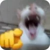 🐱