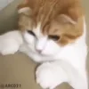 🥺