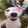 🐶