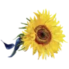 🌻