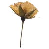 🌷