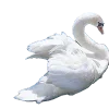🦢