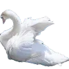 🦢