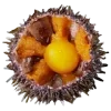 🦔