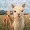 🦙