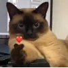 💗