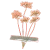 🌸