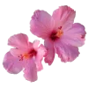 🌺