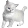 🐈