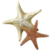 ⭐️