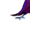 🪺