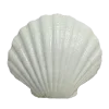 🐚