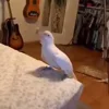 🐦