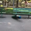 🕺
