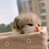 🐈