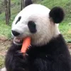 🥕