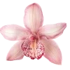 🌸