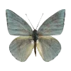 🦋
