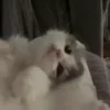 🥺
