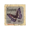 🦋