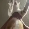 🕺