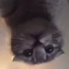🫣