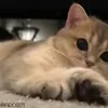 🥺