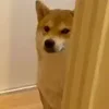 😶