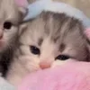 🌟