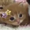 🌟