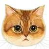 🐱