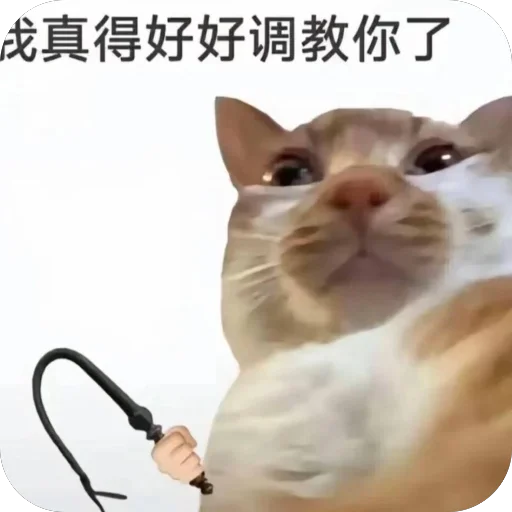 东南亚金融家人群专属 定制图标 — Telegram sticker pack