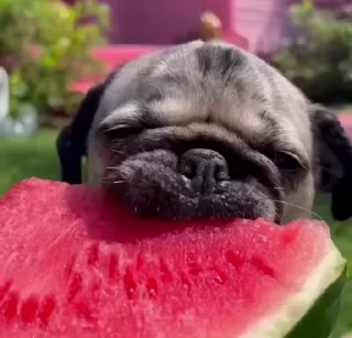 🍉