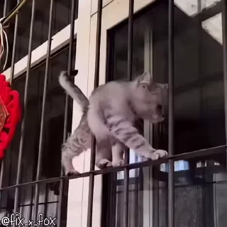 Милые котики — Telegram sticker pack