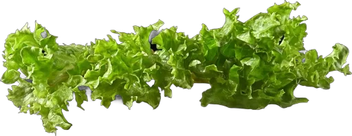 🥬