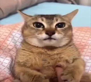 🐱