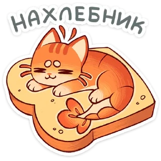 🐱