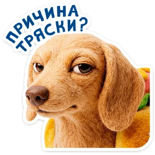 🐶