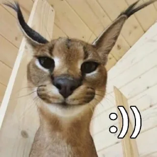 🐈