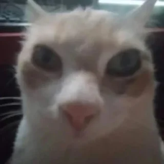 🐈
