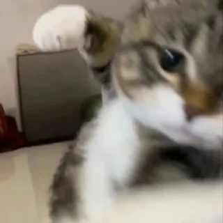 🐈