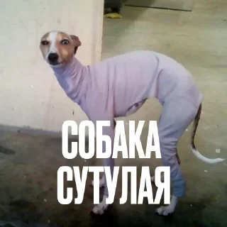 Креативно ругаем студентов — Telegram sticker pack